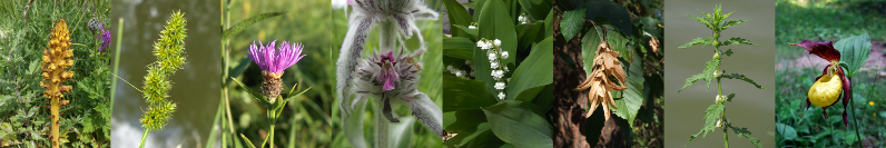 L-R: Orobanche elatior, Carex otrubae, Centaurea nigra, Stachys germanica, Convallaria majalis, Carpinus betulus, Lycopus europaeus, Cypripedium calceolus