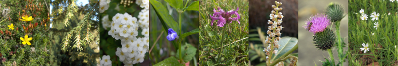 L-R: Hypericum pulchrum, Taxus baccata, Spiraea × vanhouttei, Scutellaria galericulata, Betonica officinalis, Prunus laurocerasus, Cirsium vulgare, Stellaria holostea