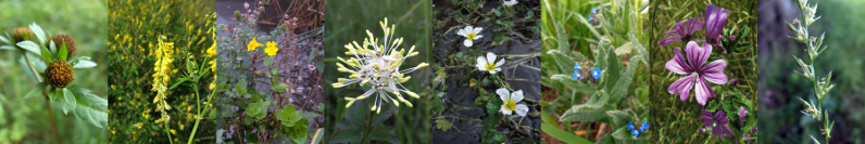 L-R: Bidens tripartita, Melilotus officinalis, Mimulus guttatus, Thalictrum flavum, Ranunculus peltatus, Anchusa arvensis, Malva alcea, Lolium perenne