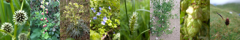 L-R: Sparganium erectum, Tellima grandiflora, Helleborus foetidus, Veronica persica, Carex hirta, Cakile maritima, Humulus lupulus, Carex saxatilis