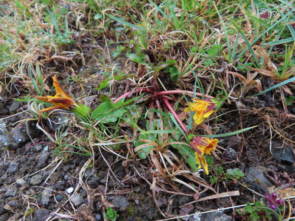 dandelions / Taraxacum sect. Spectabilia: _Taraxacum_ sect. _Spectabilia_ is a group of upland dandelions with erect outer phyllaries and red-striped ligules. _T. faeroense_ is widespread; 3 other species are restricted to Shetland and 1 to St. Kilda.