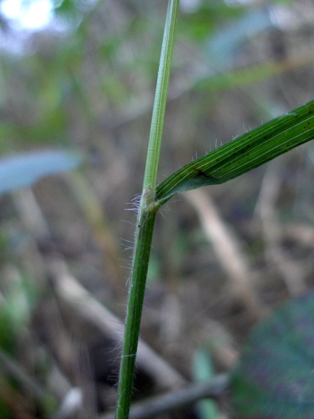 false brome / Brachypodium sylvaticum: Ligule and leaf base