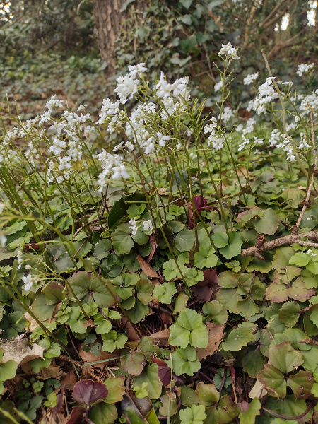trefoil cress / Cardamine trifolia: _Cardamine trifolia_ is native to the Alps, Apennines and Carpathian Mountains; it is found occasionally in Great Britain as a relic of cultivation.
