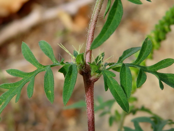 ragweed / Ambrosia artemisiifolia: The female capitula are lower down, consist of only 1 or 2 flowers, and point their wind-pollinated stigmas upwards.