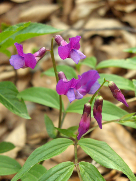 spring pea / Lathyrus vernus: The flowers of _Lathyrus vernus_ start purple and become bluer; its stems are angled but not winged, and its leaves have 2–4 pairs of pointed leaflets.