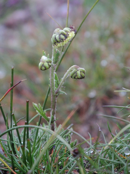 Norwegian mugwort / Artemisia norvegica: _Artemisia norvegica_ is an unmistakeable plant when flowering; it grows on 3 remote Scottish mountain-tops.