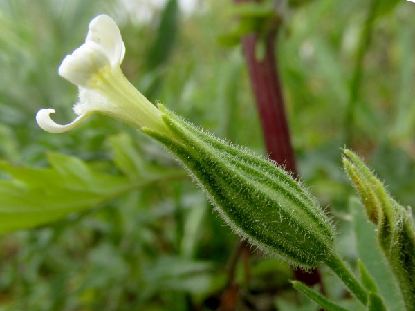 night-flowering catchfly / Silene noctiflora: The calyx of _Silene noctiflora_ is over 20 mm long, and covered in glandular (and a few non-glandular) hairs.