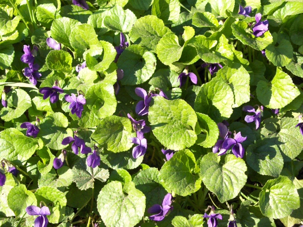 sweet violet / Viola odorata: _Viola odorata_ is similar to _Viola hirta_, but its flowers are scented and the hairs on the leaf-stalks are mostly appressed.