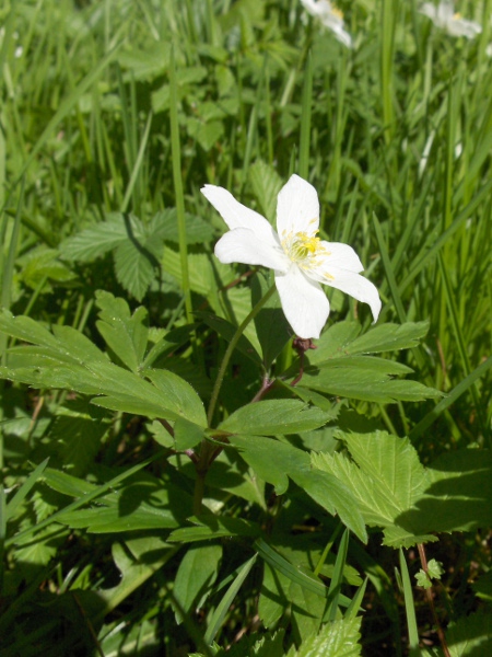 wood anemone / Anemone nemorosa: The bright white parts of the flower are sepals, not petals.
