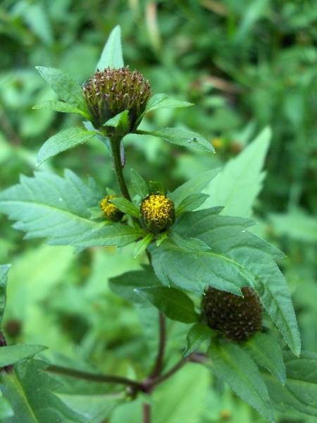 trifid bur-marigold / Bidens tripartita: The leaves of _Bidens tripartita_ often have a pair of basal lobes; even if the lobes are lacking, the lower leaves have a distinct, winged stalk, unlike the similar _Bidens cernua_.