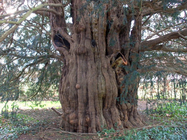 yew / Taxus baccata: Yew trees can grow to very great ages.