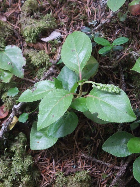 serrated wintergreen / Orthilia secunda: The flowers of _Orthilia secunda_ are characteristically turned to all face the same direction.