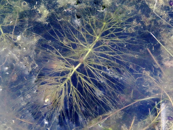 soft hornwort / Ceratophyllum submersum: _Ceratophyllum submersum_ has leaves that fork 3–4 times, more than the 1–2 forks in _Ceratophyllum demersum_.