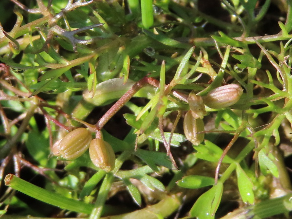 lesser marshwort / Helosciadium inundatum: The small, white flowers of _Helosciadium inundatum_ produce small, ribbed fruits.