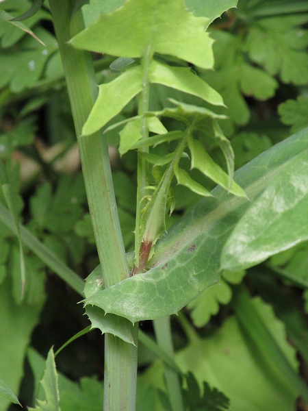 smooth sow-thistle / Sonchus oleraceus: The auricles on the leaf-bases of _Sonchus oleraceus_ are rounded, whereas those of _Sonchus asper_ are pointed.