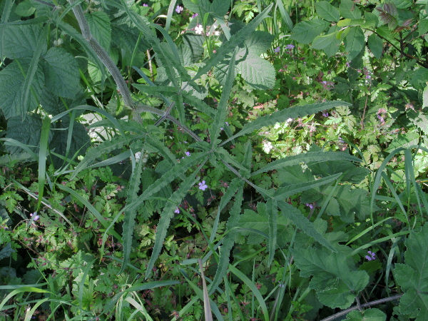 hogweed / Heracleum sphondylium: _Heracleum sphondylium_ subsp. _sphondylium_ var. _angustifolium_ has distinctively narrow leaf-lobes.