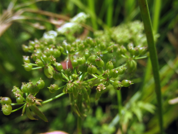 lesser water-parsnip / Berula erecta: The fruits of _Berula erecta_ are as wide as they are tall, without the deep ridges seen in _Sium latifolium_.