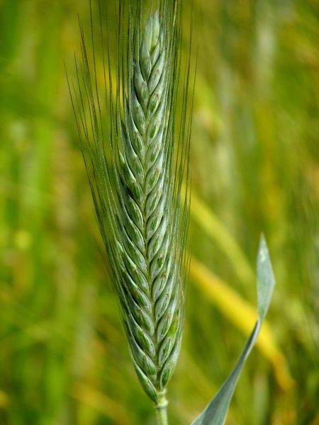 bread wheat / Triticum aestivum: The lemmas of _Triticum aestivum_ sometimes bear long awns; other species of _Triticum_ have glumes that are keeled throughout their length, rather than just towards the tip.