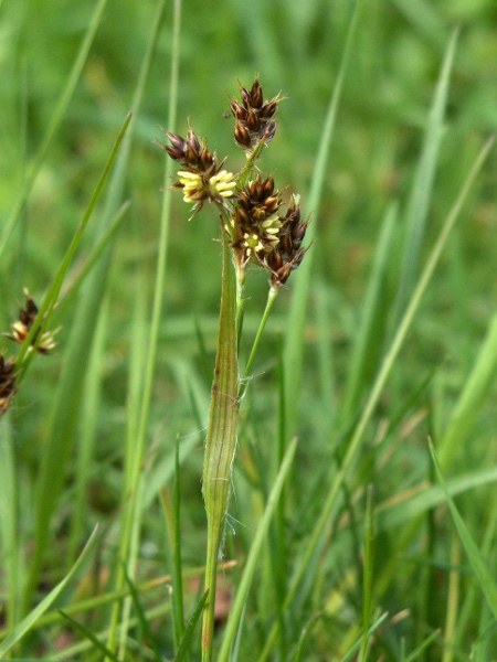 field wood-rush / Luzula campestris: _Luzula campestris_ is most reliably distinguished from _Luzula multiflora_ by its shorter filaments, at less than a third of the length of the anthers.