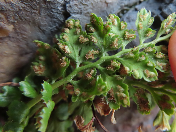 lanceolate spleenwort / Asplenium obovatum