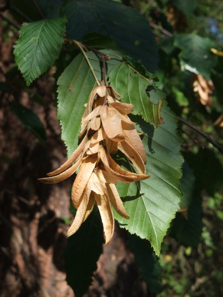 hornbeam / Carpinus betulus: _Carpinus betulus_ is a small tree that is widely planted outside its native range; although its leaves are unremarkable, it is distinctive when in fruit.