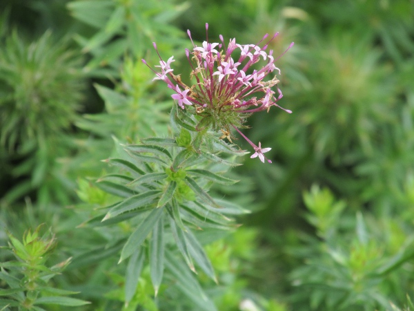 Caucasian crosswort / Phuopsis stylosa: _Phuopsis stylosa_ is a distinctive garden plant with long-tubular flowers with even longer, exserted styles.