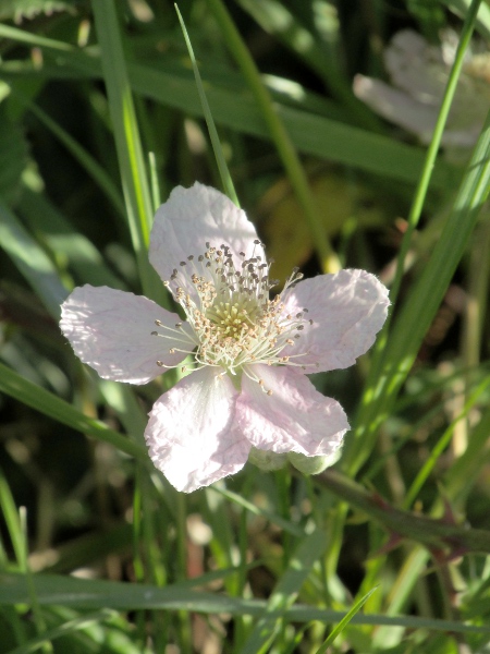 brambles / Rubus ser. Vestiti: The flowers of _Rubus_ ser. _Vestiti_ are often pale pink.
