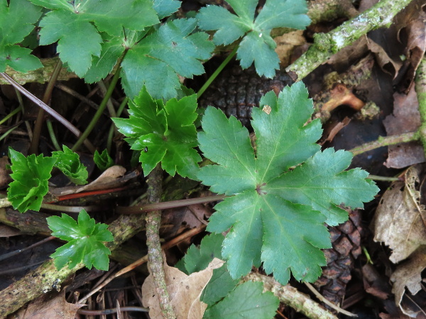 sanicle / Sanicula europaea: The leaves of _Sanicula europaea_ look more like those of a buttercup than a typical umbellifer.