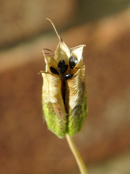 columbine / Aquilegia vulgaris: The shiny black seeds of _Aquilegia vulgaris_ are borne in groups of 5 folllicles.