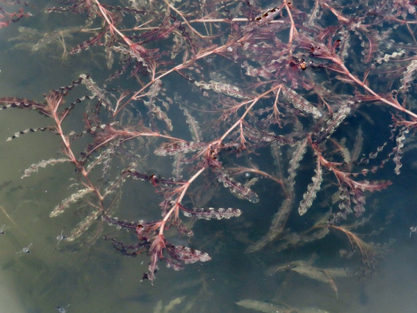 curled potamogeton / Potamogeton crispus: _Potamogeton crispus_ is a widespread pondweed without floating leaves; its submerged leaves typically have distinctively crimped edges.