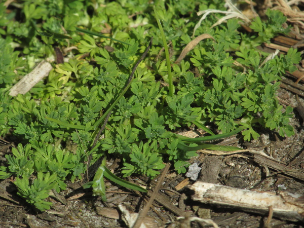 parsley-piert / Aphanes arvensis: _Aphanes arvensis_ is a annual plant of dry, bare earth that often gets overlooked.