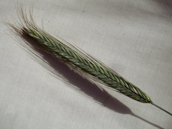 rye / Secale cereale: The inflorescence of _Secale cereale_ is a dense spike, similar to those of wheat (_Triticum aestivum_) or barley (_Hordeum vulgare_), but with very different spikelets.