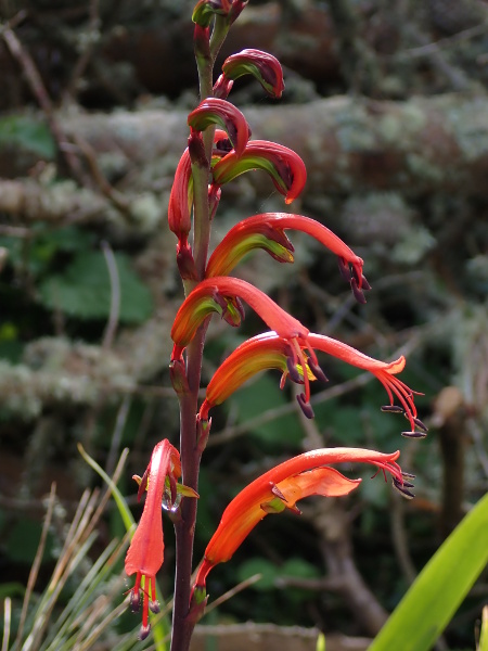 chasmanthe / Chasmanthe bicolor: The flowers of _Chasmanthe bicolor_ are distinctive, with the bright red upper corolla-lobe being twice as long as the yellowish lower lobe.