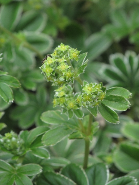 silver lady’s-mantle / Alchemilla conjuncta: Flowers