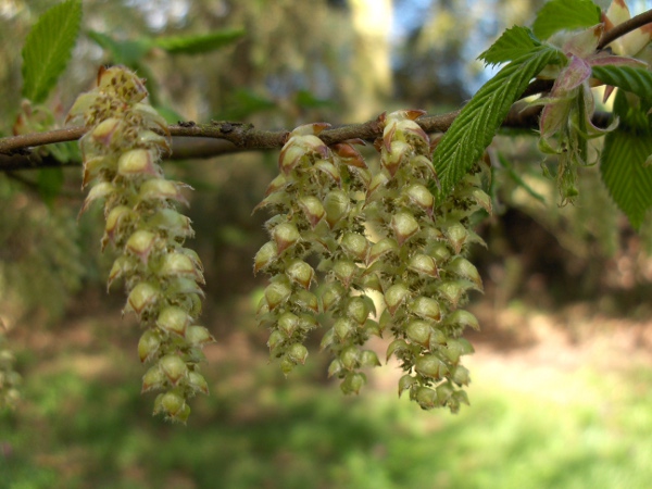 silver birch / Betula pendula: Birches are wind-pollinated and produce catkins in spring.