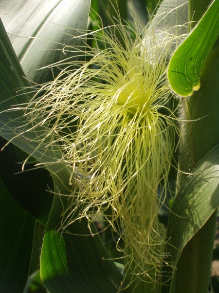 maize / Zea mays: Female inflorescence