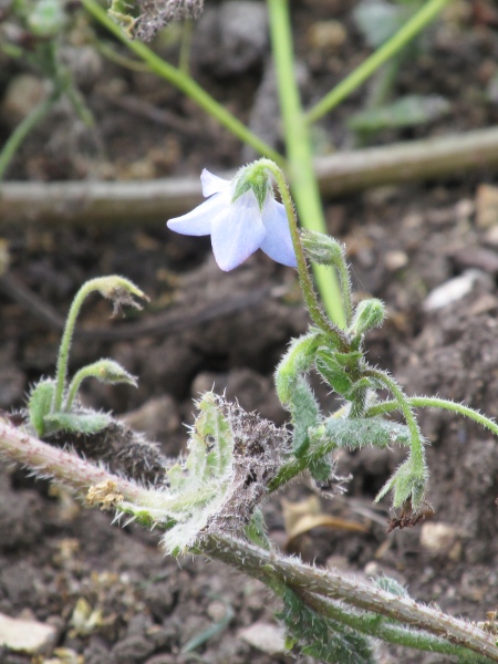 slender borage / Borago pygmaea: _Borago pygmaea_ is native to Corsica and Sardinia, and is a rare casual in the British Isles.