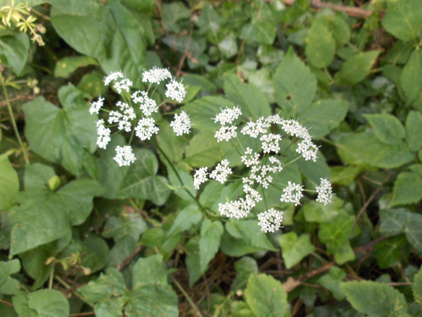 ground elder / Aegopodium podagraria