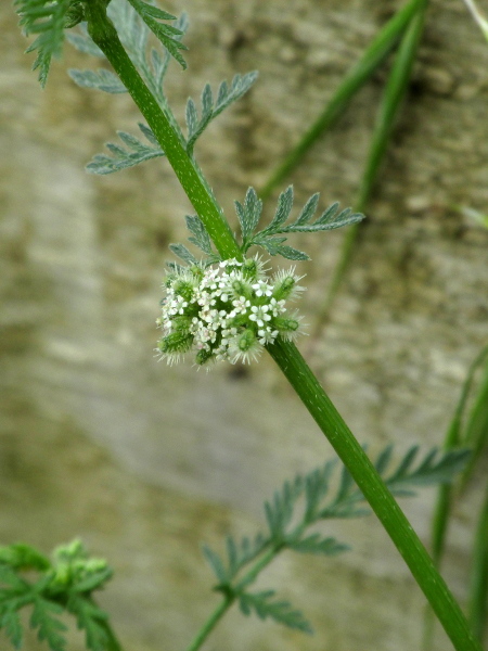 knotted hedge-parsley / Torilis nodosa