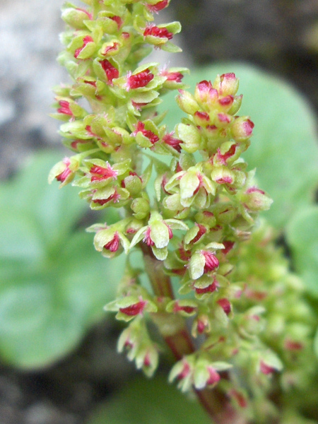 mountain sorrel / Oxyria digyna: The flowers of _Oxyria digyna_ have 4 tepals, 6 stamens and 2 stigmas.