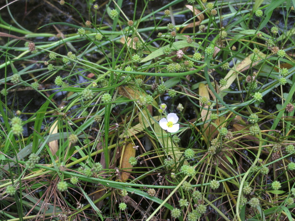 upright lesser water-plantain / Baldellia ranunculoides subsp. ranunculoides: _Baldellia ranunculoides_ subsp. _ranunculoides_ has smaller flowers and larger fruiting heads than the rarer _B. ranunculoides_ subsp. _repens_, with the flower width : fruit width ratio around 2, rather than 3–4.