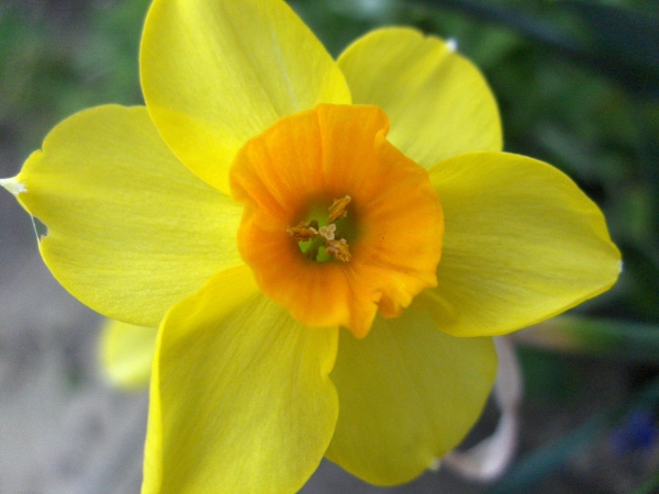 intermediate jonquil / Narcissus × intermedius