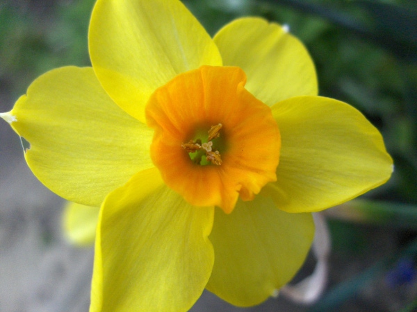 intermediate jonquil / Narcissus × intermedius: _Narcissus_ × _intermedius_ has a short corona (trumpet) that is somewhat darker than the surrounding tepals.