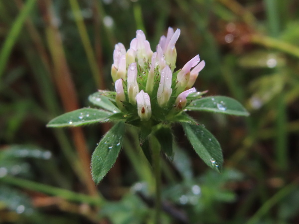 sea clover / Trifolium squamosum: _Trifolium squamosum_ is a species of clover found only in short turf above the intertidal, chiefly in the Severn and Thames estuaries.
