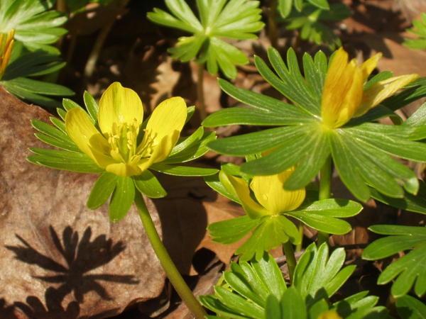 winter aconite / Eranthis hyemalis: _Eranthis hyemalis_ is one of the earliest spring flowers to appear.