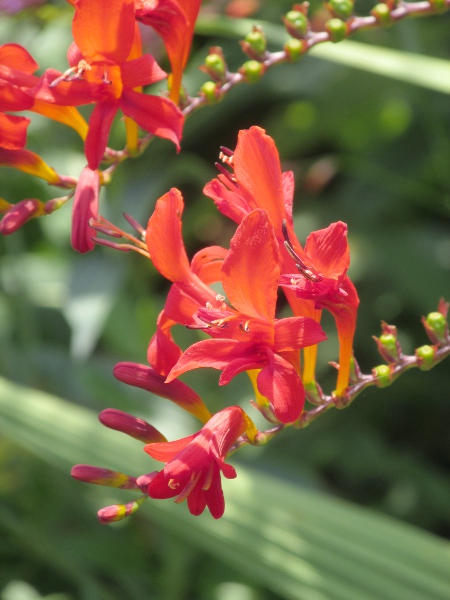 giant montbretia / Crocosmia masoniorum