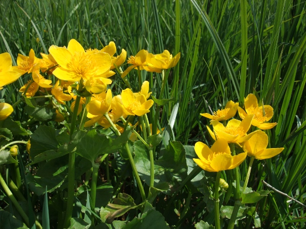 marsh marigold / Caltha palustris: The flowers are typical Ranunculaceae flowers, and are shining yellow, visible over long distances.