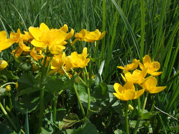 marsh marigold / Caltha palustris