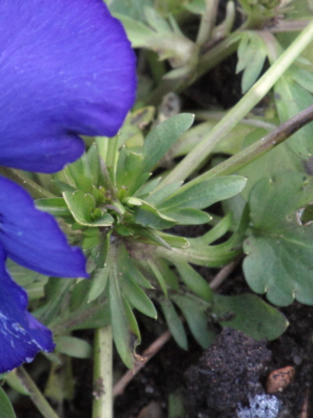 garden pansy / Viola × wittrockiana: The stipules of _Viola_ × _wittrockiana_ are deeply lobed.