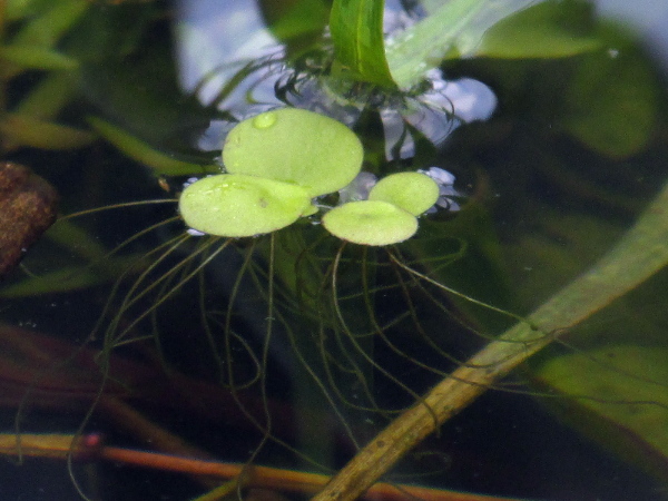 greater duckweed / Spirodela polyrhiza: _Spirodela polyrhiza_ is a large duckweed, up to 10 mm across, with several rootlets dangling from each frond.